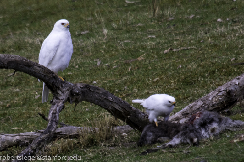 grey goshawk